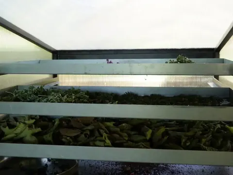 Leaves drying on stacked trays inside the solar dryer
