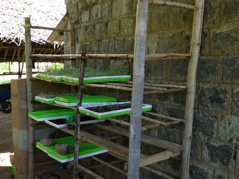 Trays of microgreens on bamboo racks against a stone wall, under thatch