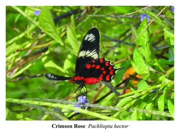 Crimson Rose, Pachliopta hector