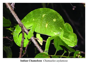 Indian Chameleon, Chamaeleo zeylanicus