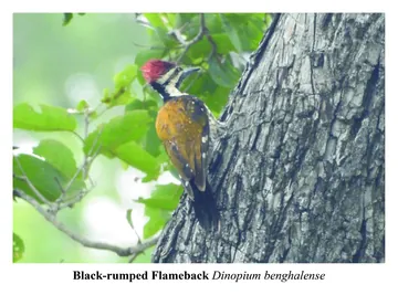 Black-rumped Flameback, Dinopium benghalense