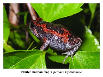Painted balloon frog, Uperodon taprobanicus