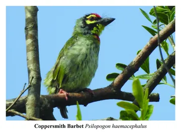 Coppersmith Barbet, Psilopogon haemacephalus