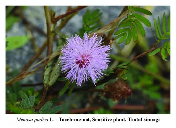 Touch-me-not, Mimosa pudica