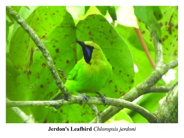 Jerdon's Leafbird, Chloropsis jerdoni