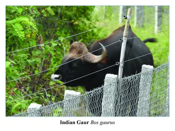 Indian Gaur, Bos gaurus