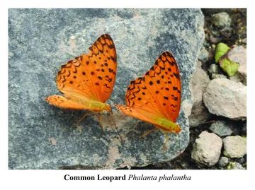 Common Leopard, Phalanta phalantha