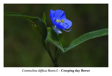 Creeping day flower, Commelina diffusa