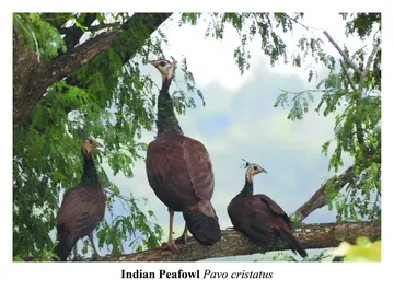 Indian Peafowl, Pavo cristatus