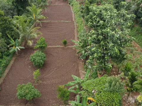 Aerial view of planted rows running between fruit trees
