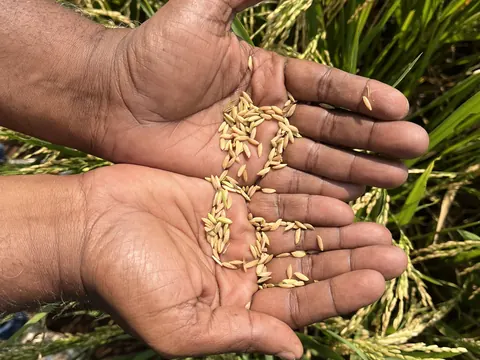 Cupped hands holding freshly threshed rice over the standing crop
